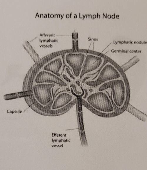 Match each part of the lymph node with the correct label.