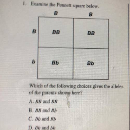 Bb

Bb
Which of the following choices gives the alleles
*of the parents shown here?
A. BB and BB
B