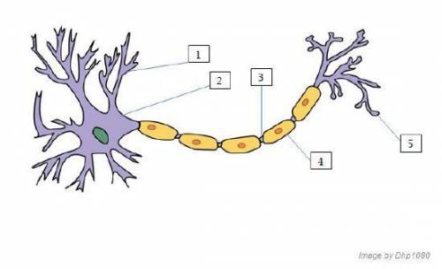 Analyze the image below and answer the question that follows.

A horizontal neuron. The large, lea