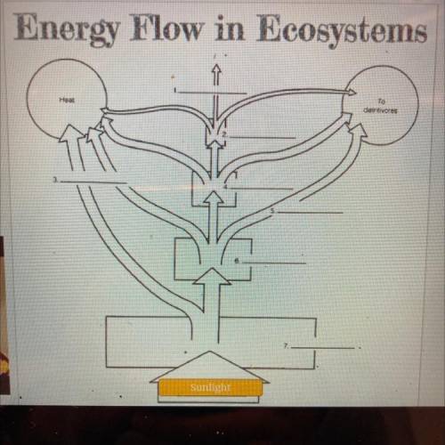 Drag and drop these terms in the corrects spots on the energy flow diagram.

Cellular respiration