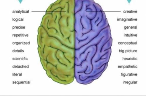 What is function of brain