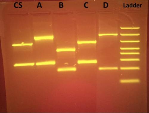 Help why are there two strands on each dna profile on this pcr test ??