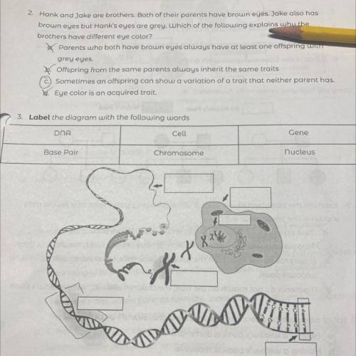 3. Label the diagram with the following words

DNA
Cell
Gene
Chromosome
nucleus
Base Pair

(