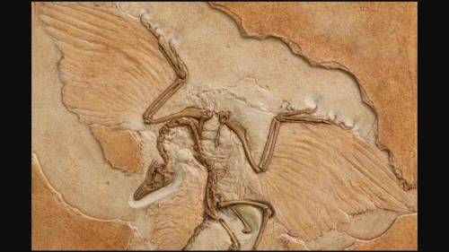 The Archaeopteryx lithographica fossil shown in the image is the oldest-known fossil with feathers.
