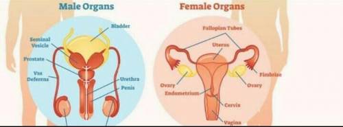 Draw the flow chart showing the sequential order of reproductive stage and fertilization