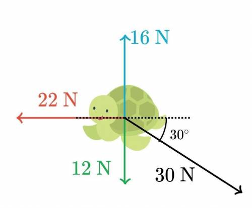 Newton's second law

A 1.2kg turtle has forces exerted on it as shown below 16N what is the horizo