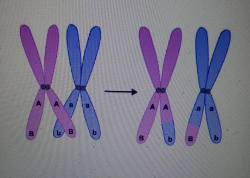 What is the result of crossing over, as shown in the illustration? o the chromosomes replicated o t