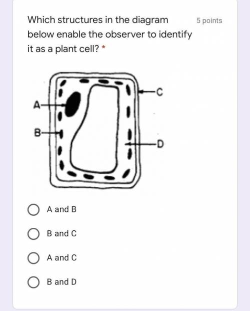 Pls help. Plant cell