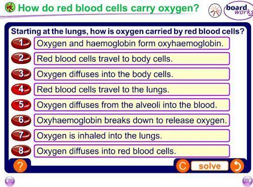 How do red blood cells carry 02?