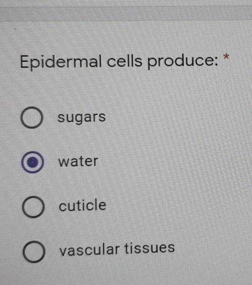 Epidermal cells produce: 1 sugars 2water 3cuticle 4 vascular tissues