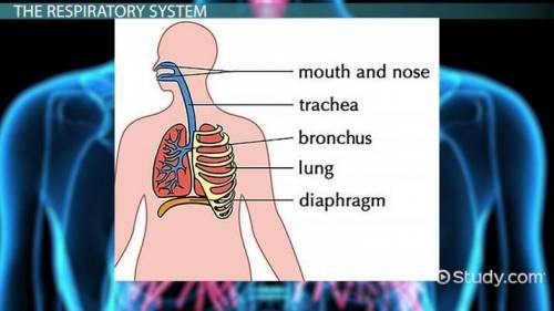 This picture shows you several organs working together, including your lungs, bronchi and trachea.