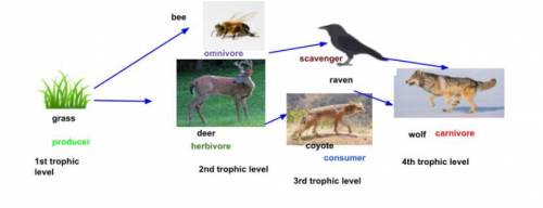 So I did a food chain can you please tell me if I did it right or not?
: