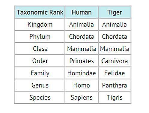What is the MOST specific classification that humans and tigers have in common?

Question 18 optio