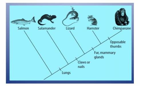 Study the cladogram. Which two organisms would be the least related?

Question 20 options:
Chimpan