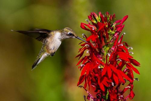 Why do most red flowers get pollinated by birds?