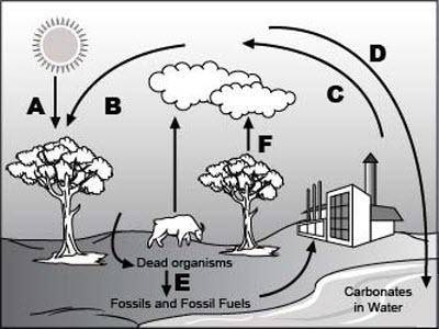 Analyze the given diagram of the carbon cycle.

Part 1: Which process does arrow A represent?
Part