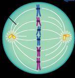 Which phase of Mitosis does the above picture represent?

Anaphase
Prophase
Telophase
Metaphase