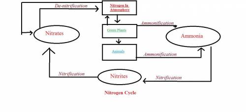 Make a flow diagram to show the re-cycling of nitrogen in nature