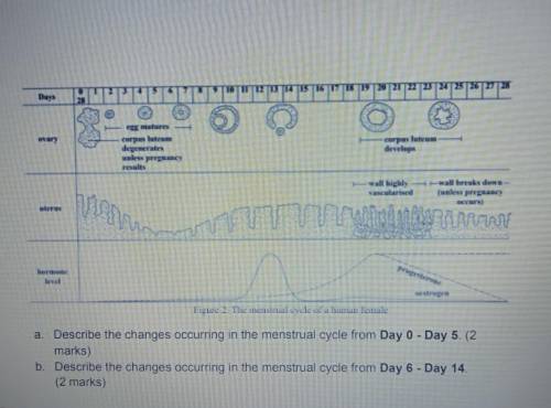 A. Describe the changes occurring in the menstrual cycle from Day 0 - Day 5.

b. Describe the chan