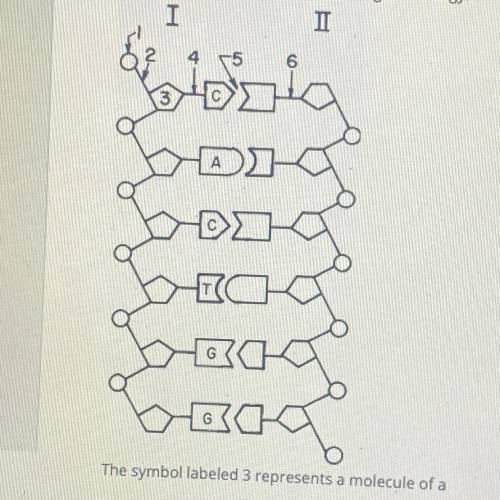 Base your answer on the diagram below which represents a portion of a double-stranded

DNA molecul